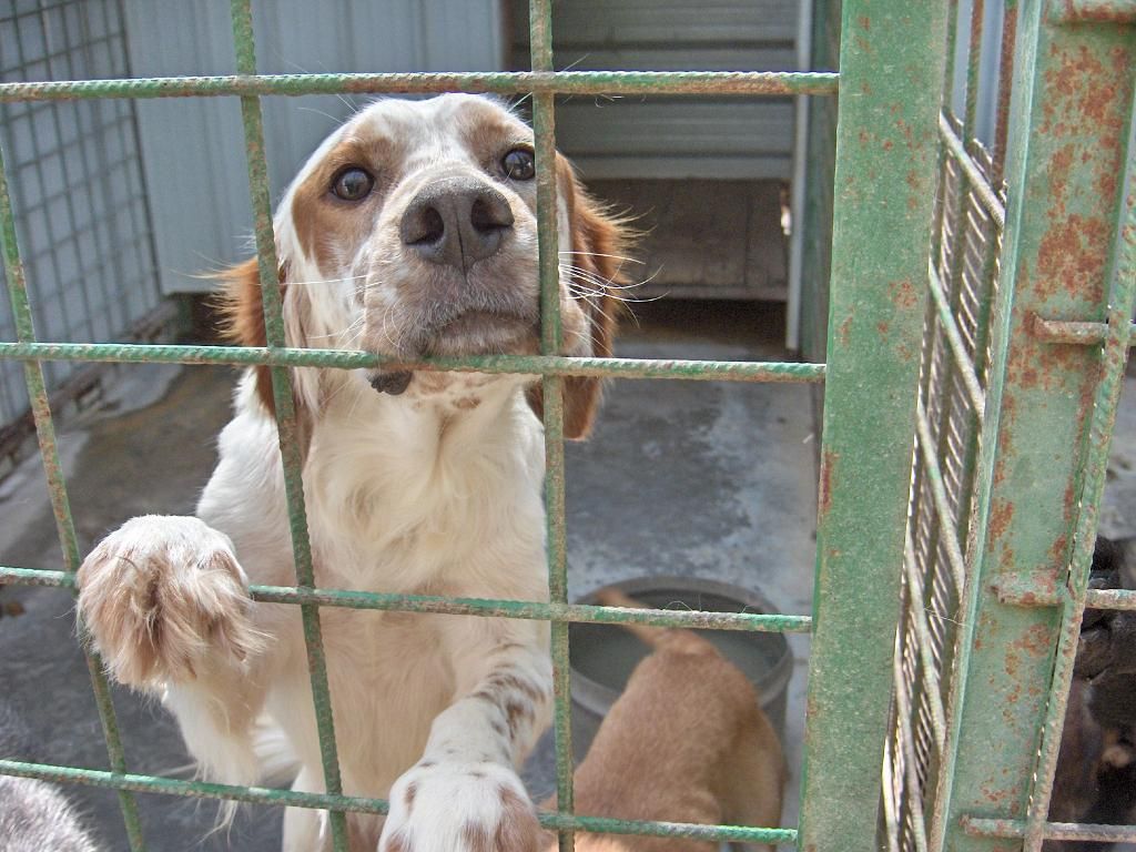 Denuncia per maltrattamenti animali nel canile 
