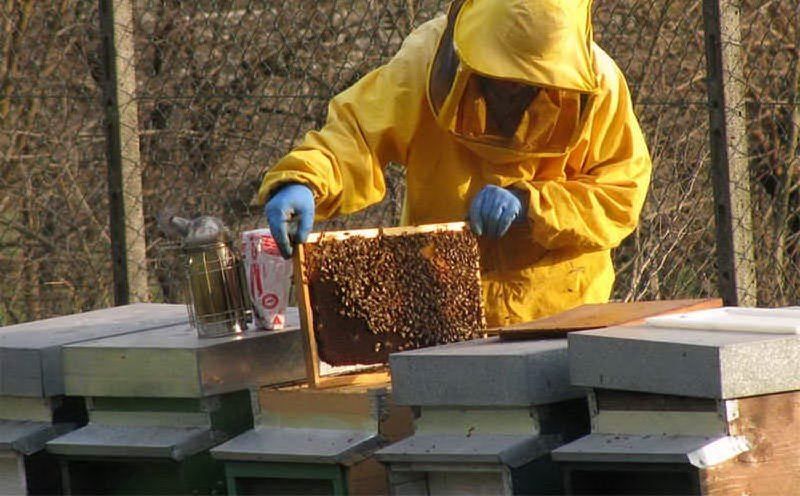 L'agenzia Laore Sardegna organizza i corsi di apicoltura