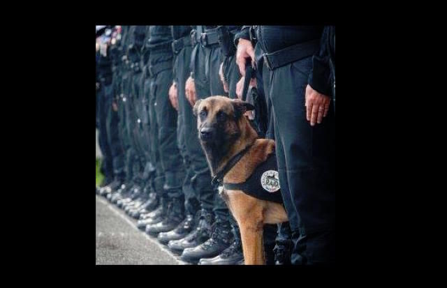 Blitz a Saint-Denis, commozione sui social per Diesel: il cane poliziotto morto nel blitz della polizia