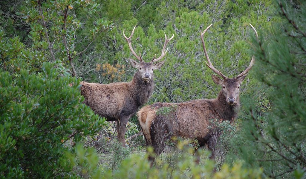 Convegno sul Progetto LIFE+ “Conservation of red deer cervus elaphus corsicanus in Sardinia and Corse”