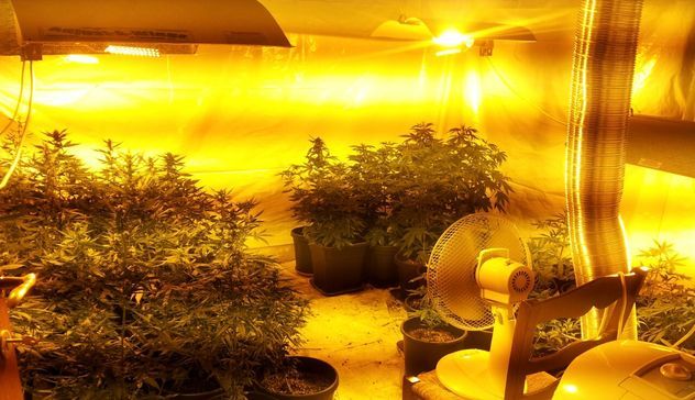 In casa droga e serra con piantine di cannabis: arrestato falegname