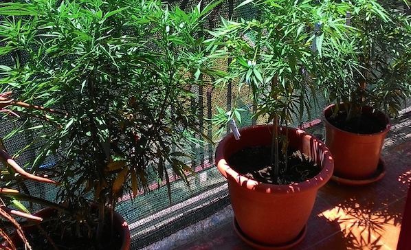 Piante di marijuana nel terrazzo: denunciato 52enne