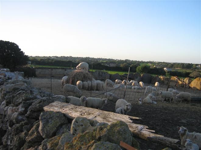 25 pecore sbranate in tre aziende diverse. Psicosi pantera in Logudoro