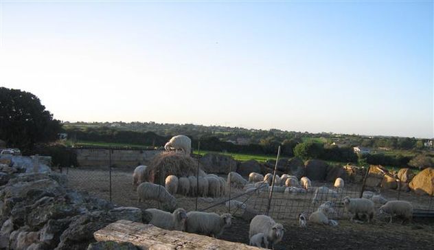 25 pecore sbranate in tre aziende diverse. Psicosi pantera in Logudoro