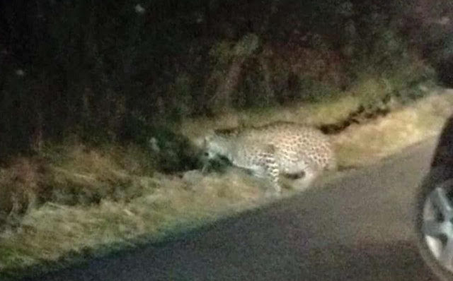 Ritrovato e catturato all'alba il leopardo fuggito dallo zoo