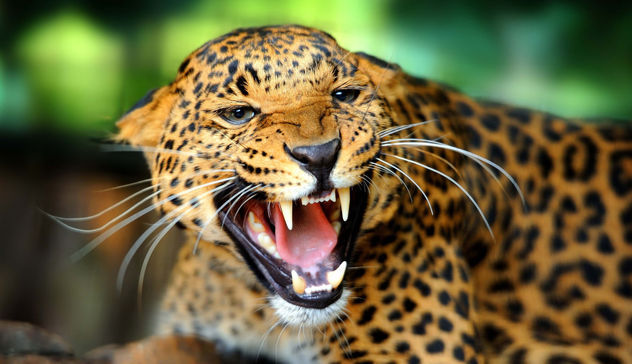 Leopardo fugge da uno zoo privato: è allarme