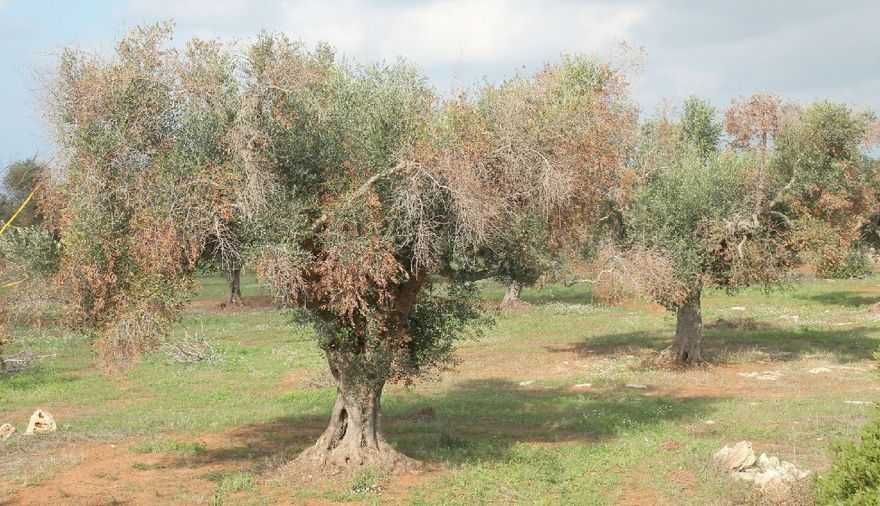 Batterio killer degli ulivi: paura in Sardegna