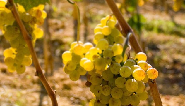 Il Vermentino è il terzo vino più venduto in Italia