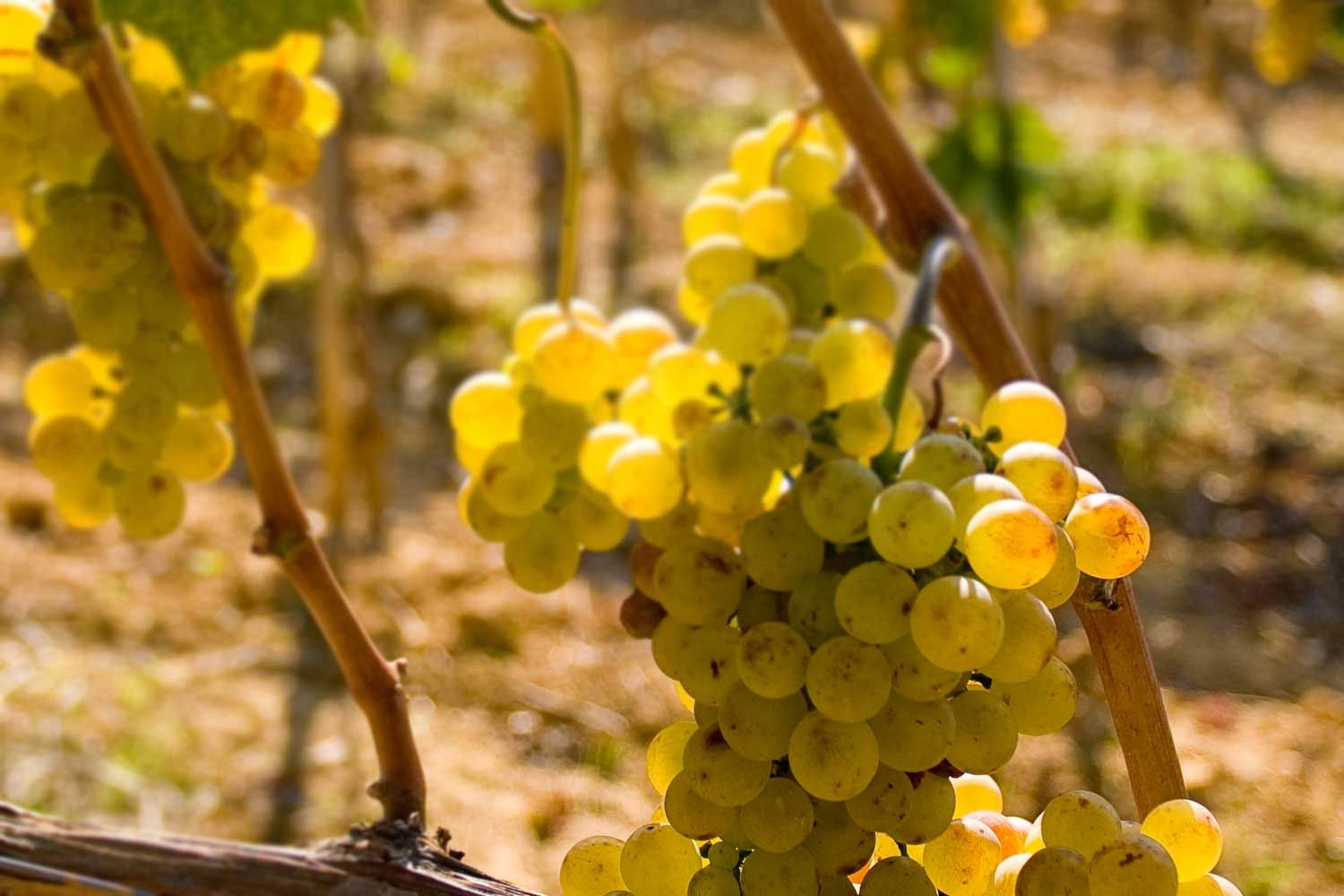 Il Vermentino è il terzo vino più venduto in Italia