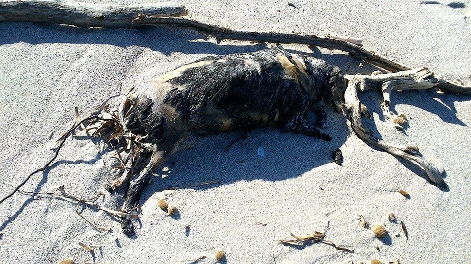 Alghero. Cane bruciato in spiaggia. Conficcato su un fianco un arpione