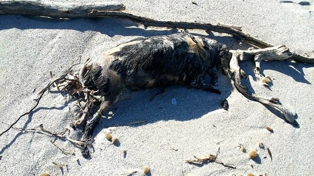 Alghero. Cane arpionato e bruciato in spiaggia: l'indignazione corre sul web