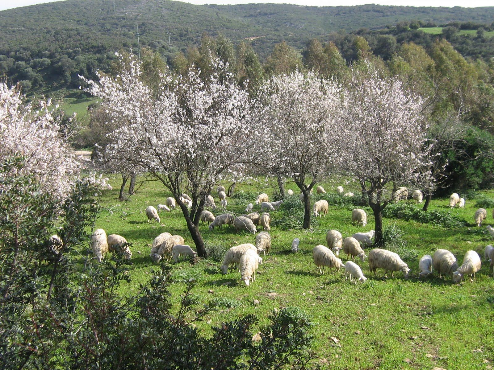 Sardegna. Stangata Imu sui terreni agricoli, Pittalis (Fi): 