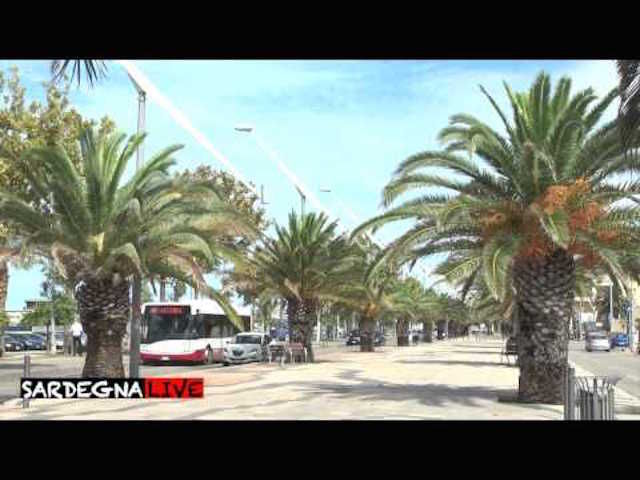 Punteruolo rosso: danni in Sardegna per 3,5 milioni di euro