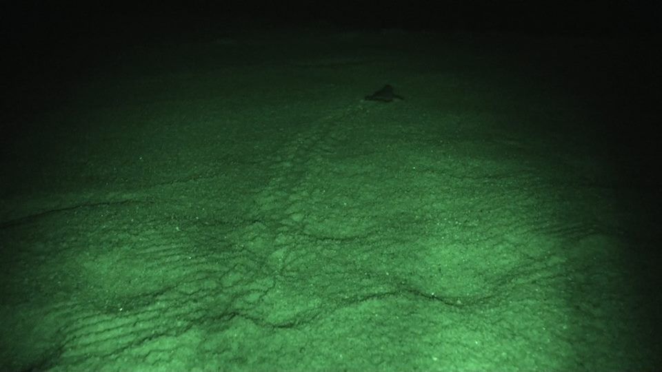 Sassari. Nuova schiusa di tartarughe marine a Platamona