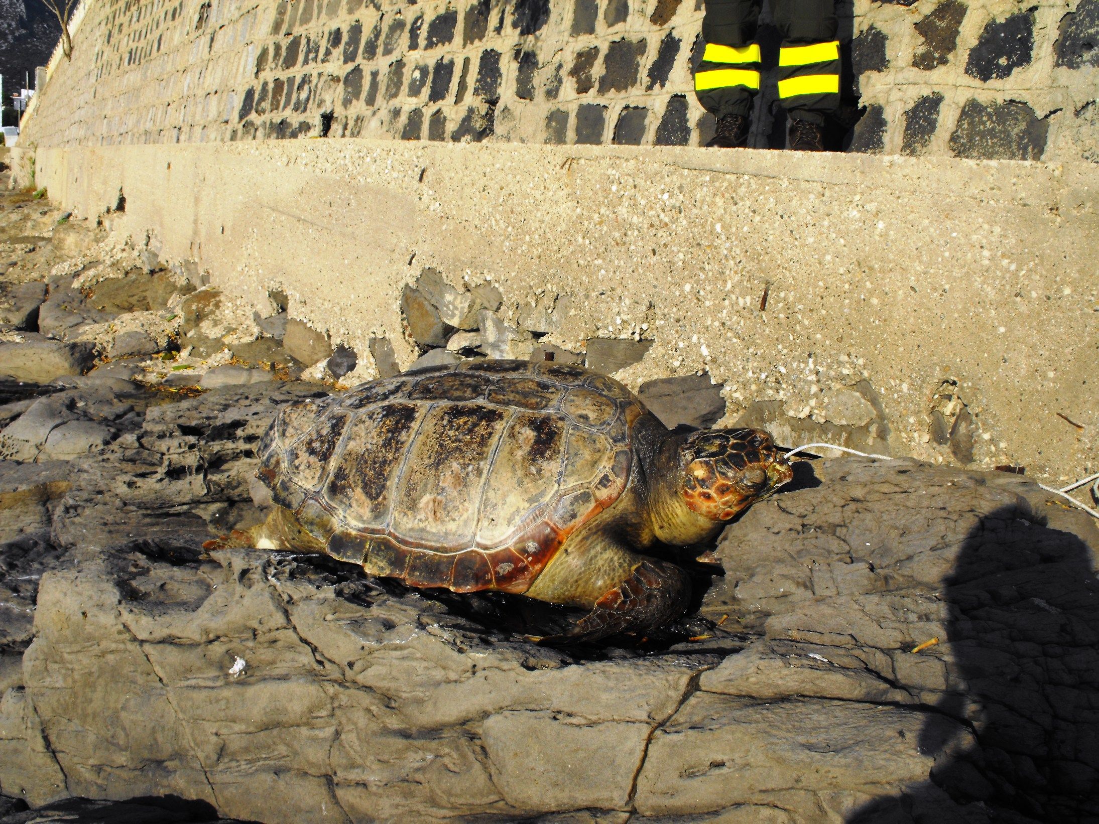 Cala Gonone. Tartaruga della specie Caretta Caretta trovata senza vita sugli scogli