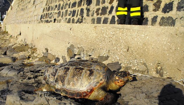 Cala Gonone. Tartaruga della specie Caretta Caretta trovata senza vita sugli scogli