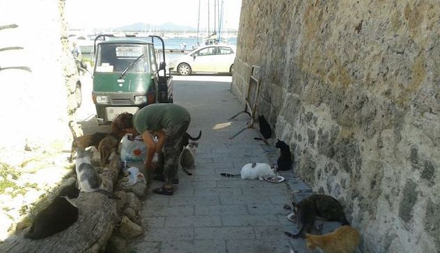 Alghero, i gatti della “muralla”