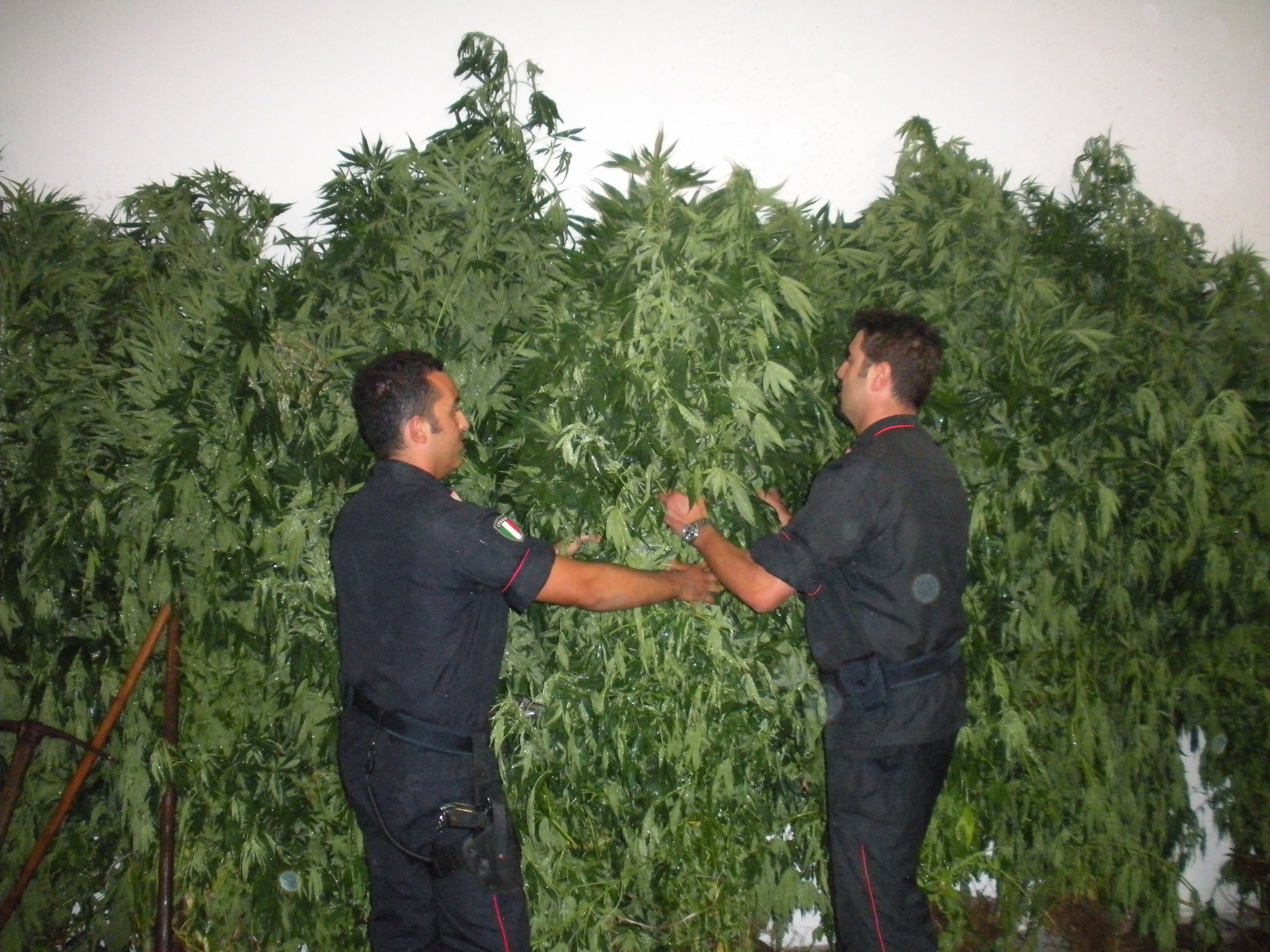 Illorai. Carabinieri scovano grande piantagione di cannabis attraverso l'osservazione dall'alto effettuata con un elicottero