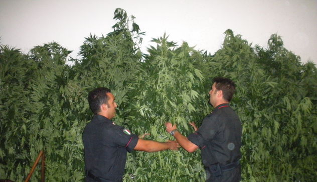 Illorai. Carabinieri scovano grande piantagione di cannabis attraverso l'osservazione dall'alto effettuata con un elicottero