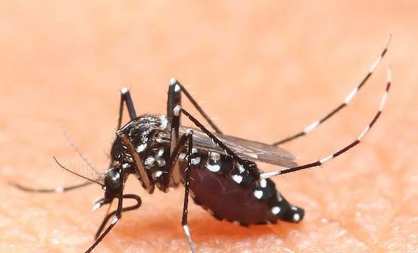 La 'mitica' lotta alle zanzare: molti i luoghi comuni e i miti da sfatare