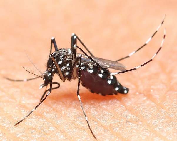 La 'mitica' lotta alle zanzare: molti i luoghi comuni e i miti da sfatare