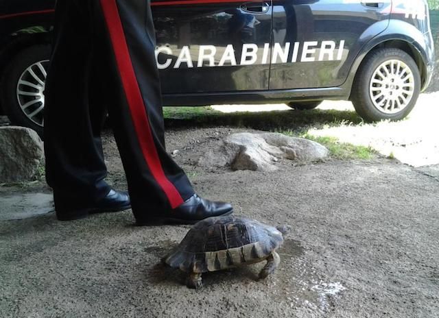 Porto Rotondo. Turista si appropria di una tartaruga protetta e la lascia in macchina sotto il sole: denunciato