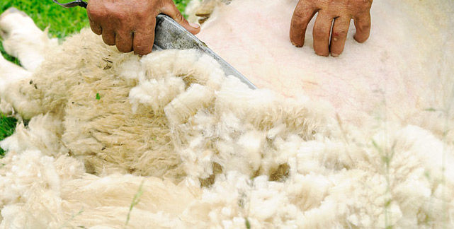 Piacenza. Domani 25 maggio, a “La faggiola” di Podenzano, la tradizionale tosatura delle pecore.