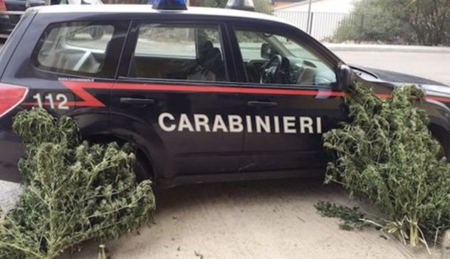 Carabinieri trovano 50 piante di marijuana: indagini in corso per risalire ai coltivatori