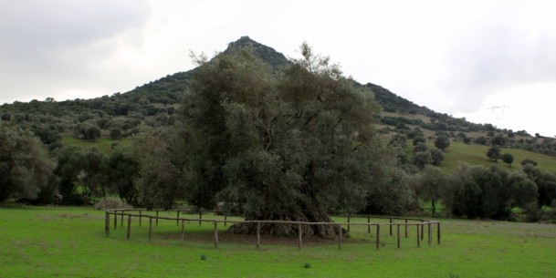 Villamassargia | Sagra delle olive