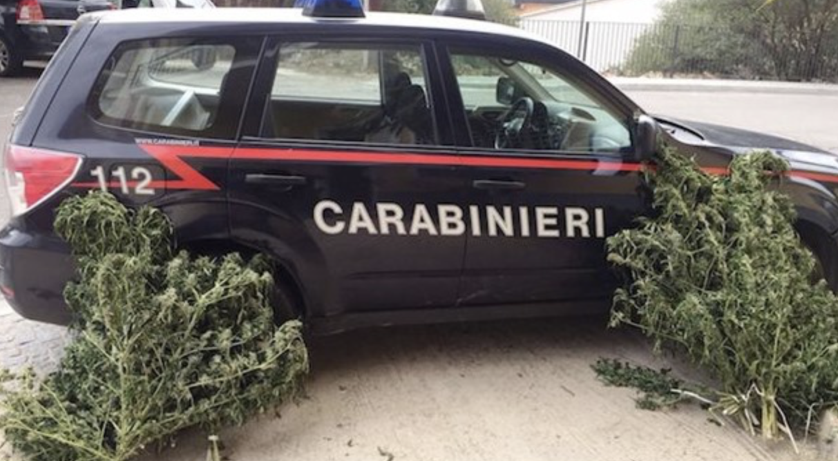 Carabinieri trovano 50 piante di marijuana: indagini in corso per risalire ai coltivatori