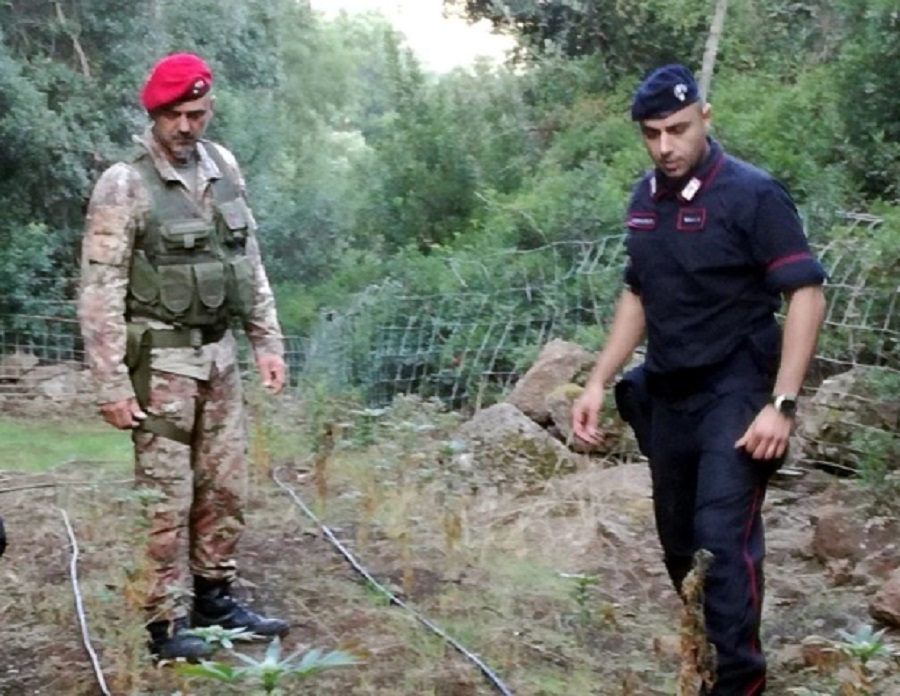 Piantagione di cannabis trovata dai carabinieri nelle campagne di Oliena