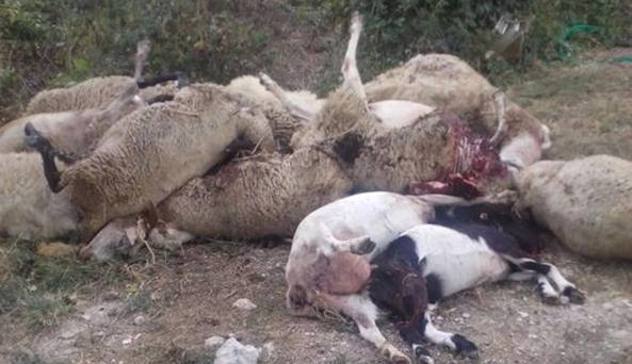 Strage di pecore a Ploaghe: il pastore è stato rintracciato dagli agenti della Polizia municipale