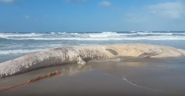 Balena spiaggiata a Platamona: 100mila euro per rilasciarla in mare