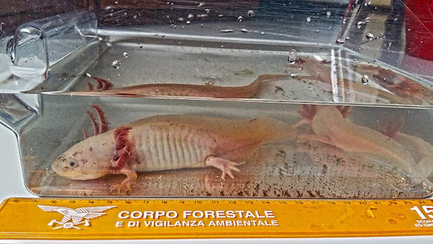 Scoperte a Cagliari due specie di salamandra in via di estinzione provenienti dal Messico