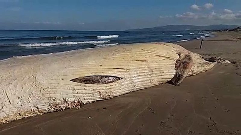 Balenottera spiaggiata a Platamona: soluzione in arrivo per lo smaltimento 