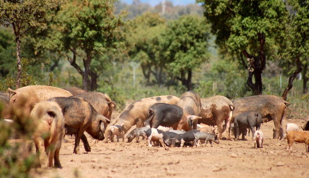Peste suina: in corso a Orgosolo abbattimenti di maiali 