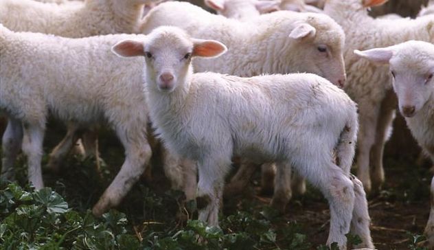 Per Pasqua i sardi consumeranno 30 mila agnelli Igp