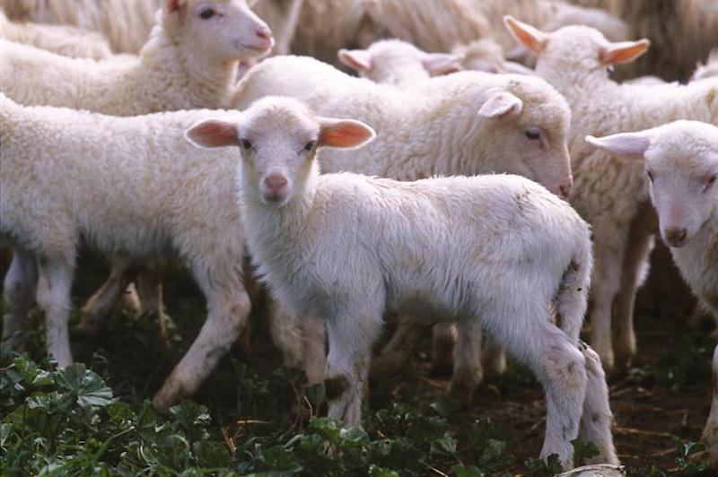 Per Pasqua i sardi consumeranno 30 mila agnelli Igp