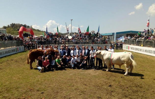 Incoronati i vincitori della 7° Mostra nazionale di bovini da carne Charolaise e Limousine