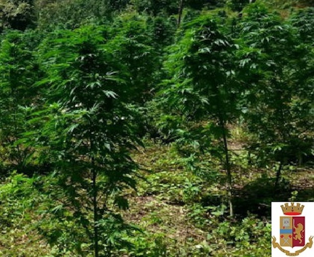 Scoperta piantagione di marijuana a Nuoro: sequestrate 542 piante