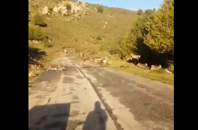 Decine di mufloni attraversano la strada sul Gennargentu | VIDEO