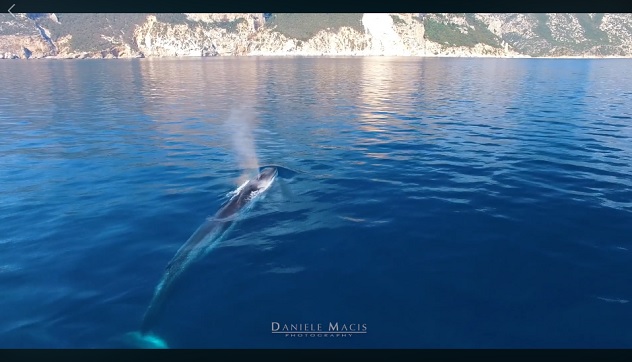 L'incontro con le balenottere nelle acque di Cala Gonone | VIDEO