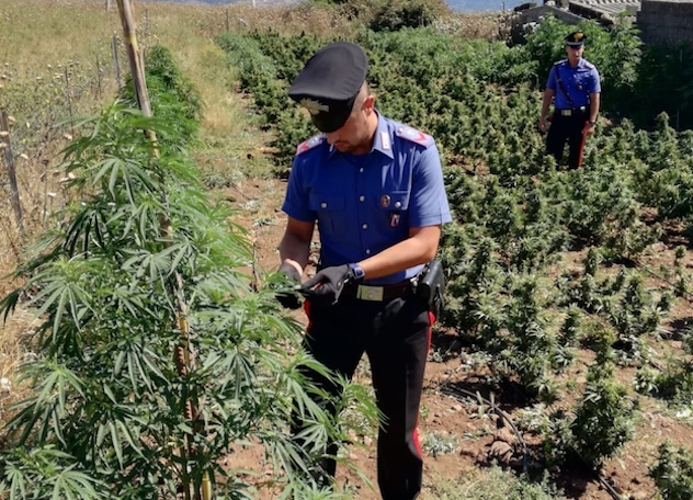 Coltivazione di cannabis: i Carabinieri arrestano un 25enne