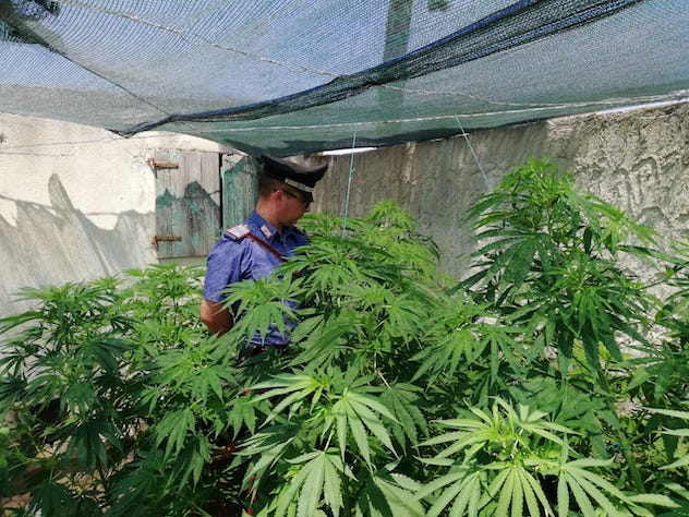 Carabinieri scoprono coltivazione di cannabis: arrestato 66enne