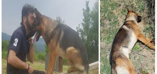 Addio al cane-eroe di Amatrice: “Salvava gli esseri umani, gli stessi che l’hanno avvelenato”