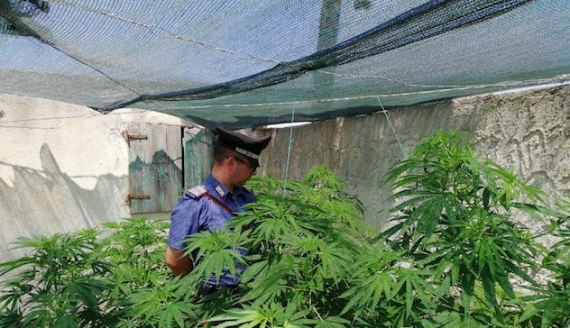 Carabinieri scoprono coltivazione di cannabis: arrestato 66enne