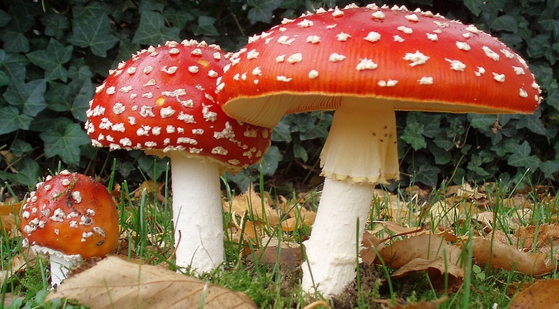 Sadali, coppia di coniugi intossicata dai funghi