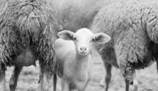 Arrivate 40 agnelline per i pastori in difficoltà
