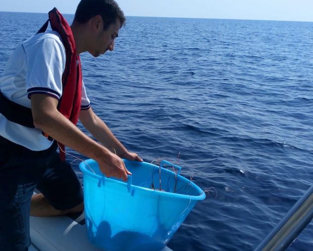 Controlli della Guardia Costiera: sequestrati 20 chili di aragoste