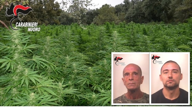 Coltivazione di cannabis: due arresti e cinque denunce